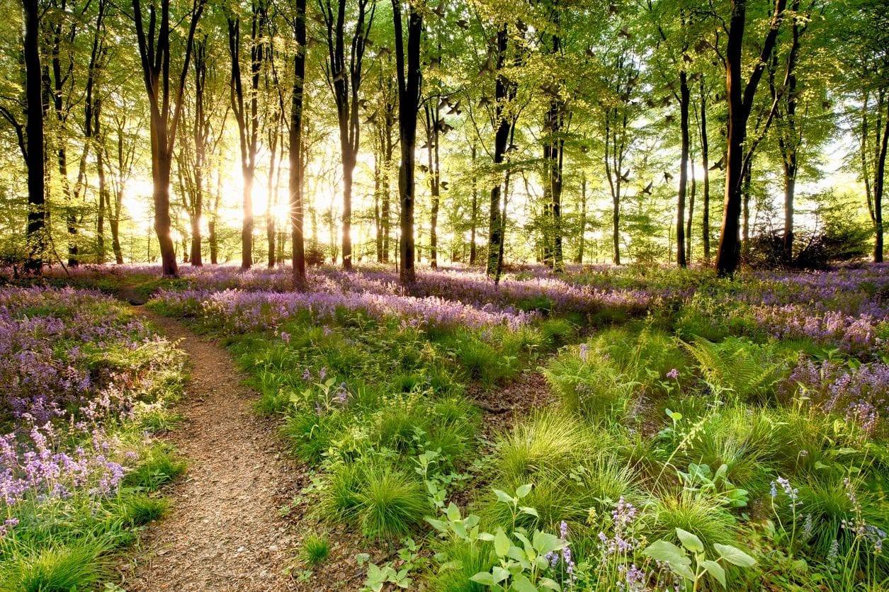 Bluebell woods with birds flocking through the trees duing early morning sunrise. Magical forest with paths leading through the beautiful flowers in spring time. (Bluebell woods with birds flocking through the trees duing early morning sunrise. Magica