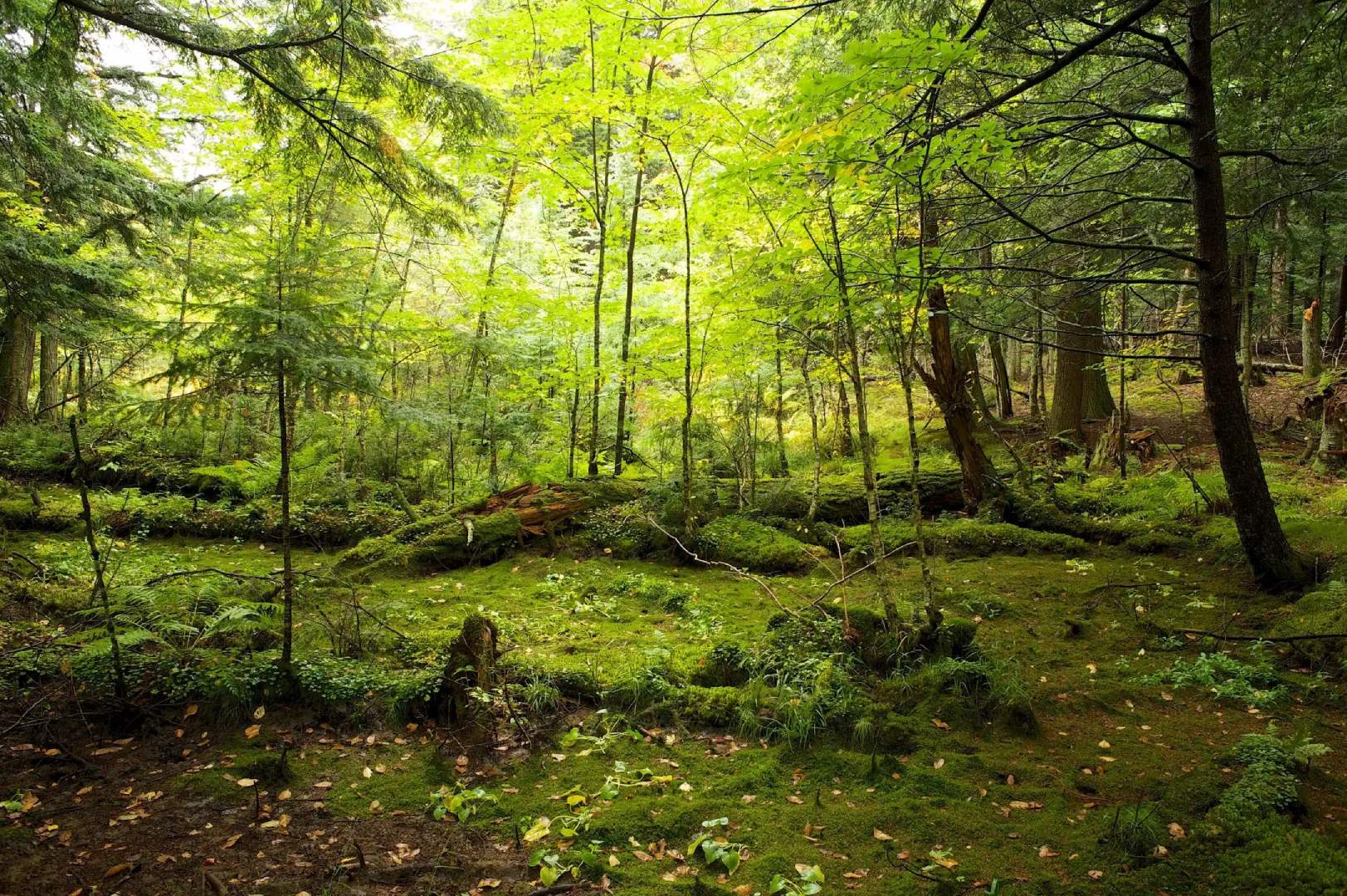 Green mossy forest floor with trees.