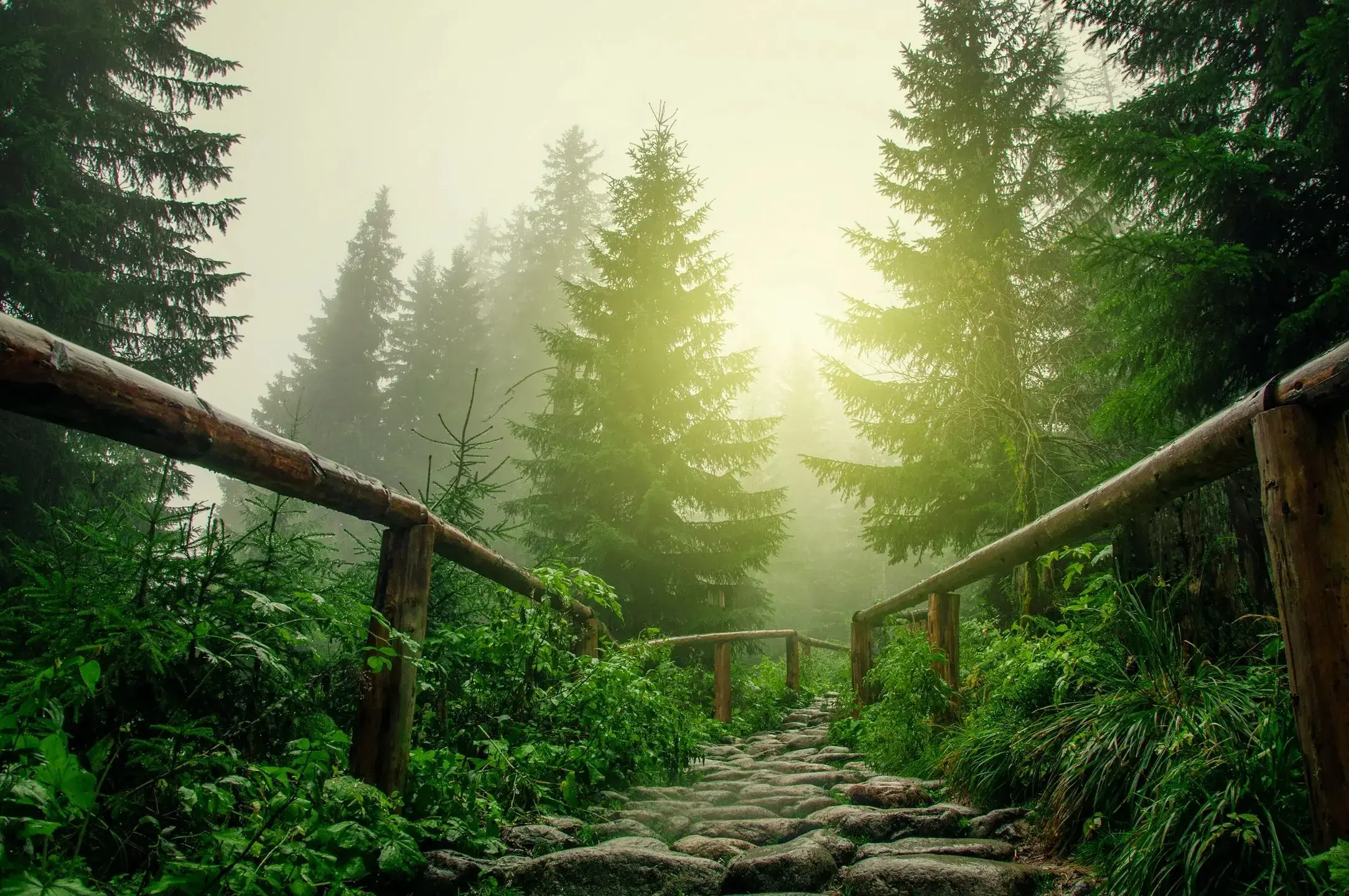 Stone path through foggy forest.